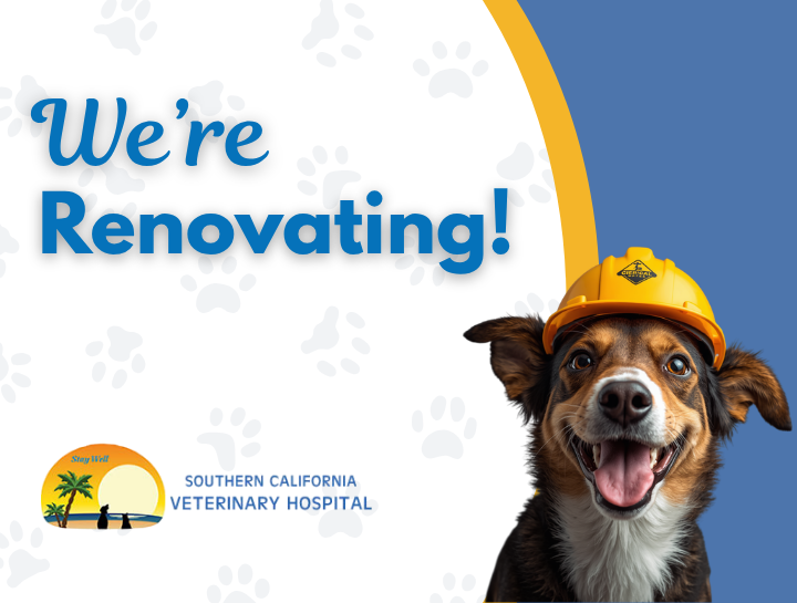Exciting Renovations Are Coming to Southern California Veterinary Hospital!