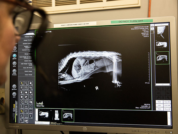 Xrays for Cats & Dogs