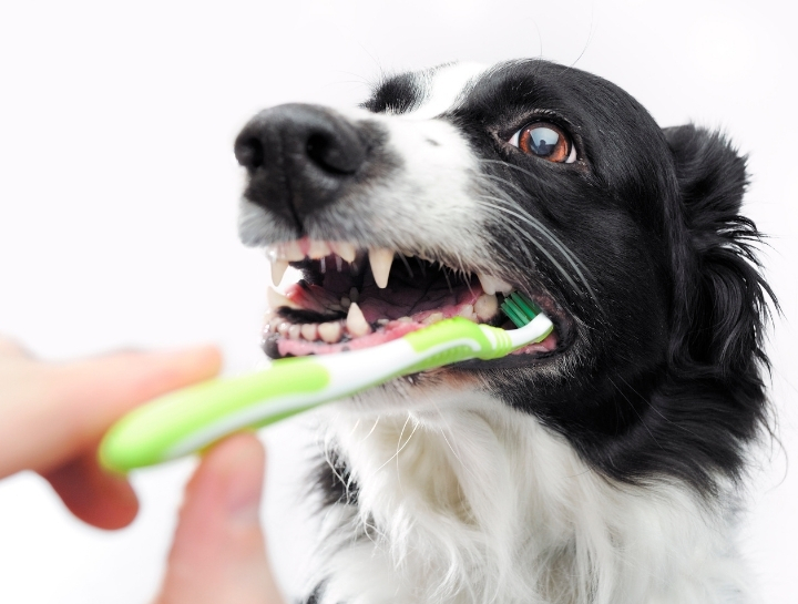 Pet Dental Care